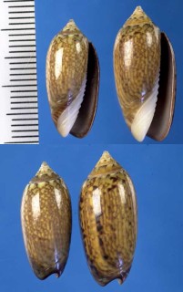 ハイイロマクラの白星型 Oliva oliva jayana small