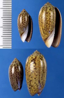 シモフリマクラ Oliva fabrei small