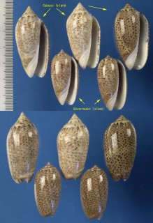 ホバナマクラ Oliva spicata small