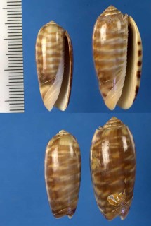 イチマツイレズミマクラ Oliva rufula tectifora small
