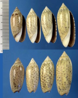 ハイイロマクラの一型 Oliva oliva stellata small