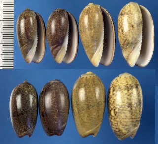 マガキマクラ Oliva picta small