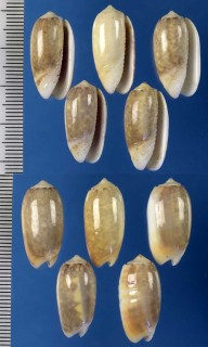 ヒナマクラの一型 Oliva carneola adspersa small