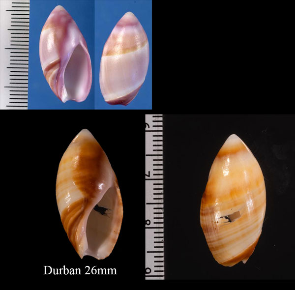 ツマミリュウグウボタル Amalda contusa small