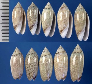 ゴウシュウマクラ Oliva australis australis small