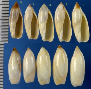 シロリュウグウボタルの一型 (クリーム色の型) Ancilla ampla candida small