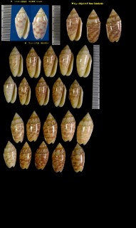 パーキンソンマクラ Oliva parkinsoni small