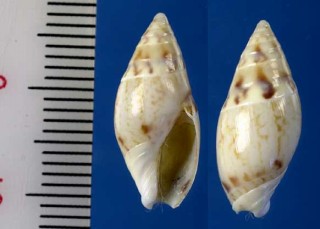 ネックレースボタル Gracilispira lineata small