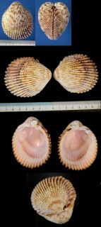 チヂミトゲザル Trachycardium consors small