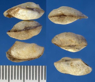 クマサカヤドリエガイ 熊坂寄生江貝 Bentharca xenophoricola small