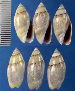 メキシコムシボタル Olivella dama small