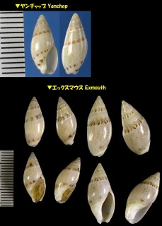 コガタネックレースボタル Gracilispira monilifera small