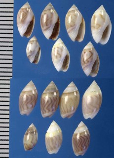 クサビムシボタル Olivella petiolita small