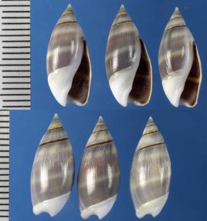 パナマムシボタル Olivella semistriata small