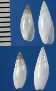 フロリダのホタルガイの仲間 Olivella floralia small