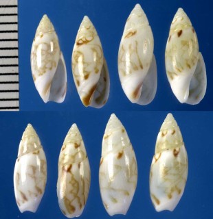 オオシマボタル Olivella pulicaria small
