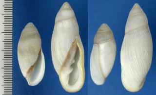 ユダノミミガイ Ellobium aurisjudae small