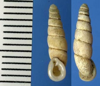 ヤグラギセル Mundiphaedusa yagurai small