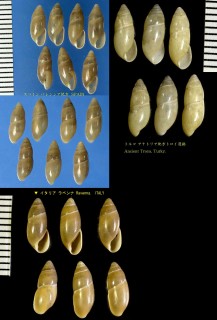 ランポウオカクチキレ (仮称) Ferussacia follicula small