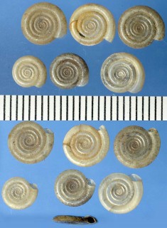 ヒラマキガイの仲間02 Anisus vortex small