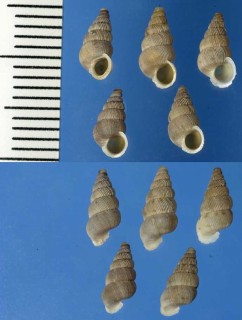 イタリアのゴマガイの一種 Cochlostoma yapigium small