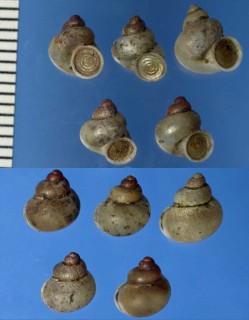タイワンのムシオイの仲間 未詳 Chamalycaeus sp. small