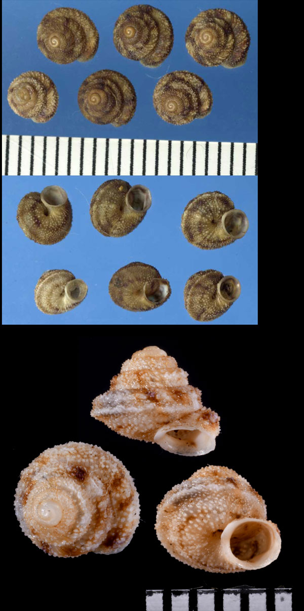 ファーショチビオカウズマキ (仮称) Hystricella bicarinata small