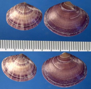 ベニワスレ Sunetta solanderii small