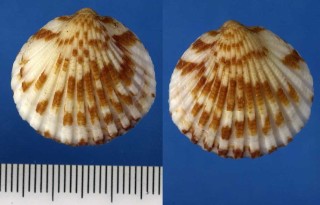 アラビアウチワ Glycymeris muskatensis small