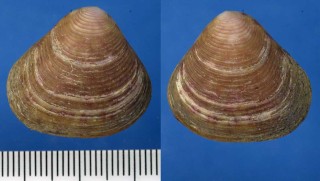 サンカクモシオ Crassatella triquetra small