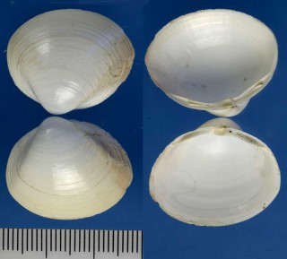 チュウベイハマグリ Pitar concinnus small