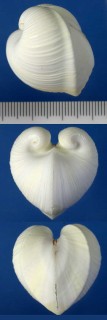 セキトリコウボネ Meiocardia vulgaris small