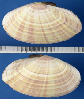 ニュージーランドのシオサザナミガイの一種02 Gari hodgei small
