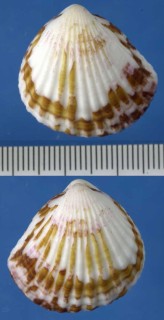 パナマのウチワガイの一種 Glycymeris strigilata small