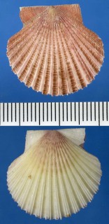 タイワンシゼツホタテ Serratovola gardineri small