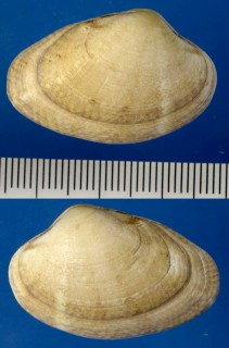 ニヨリヨーロッパアサリ Venerupis aurea small