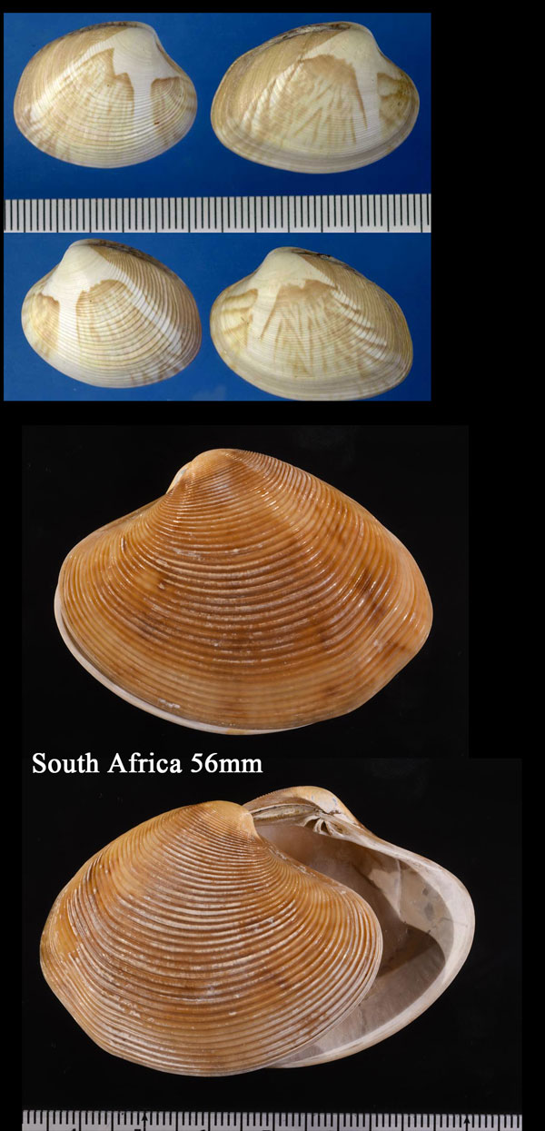 オンドリハマグリ Paphia gallus small