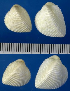オオヒシガイ Fragum fragum small
