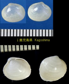 ドブシジミモドキ Kellia japonica small