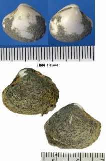スナカムリハマグリ Pitar nipponicum small