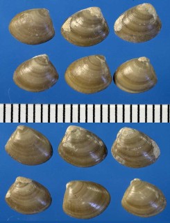 ホンクルミ Nucula nucleus small