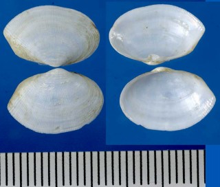 ヒメマスオ (ヒメマスホウ) Cryptomya busoensis small