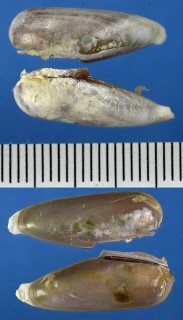 カクレイシマテ 隠れ石馬刀 Lithophaga erimitica small