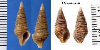 イトマキハラブトシャジク 糸巻腹太車軸 Turridrupa cincta small