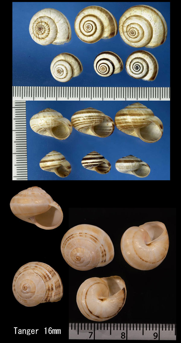 ムチウチコマイマイ Cernuella virgata virgata small