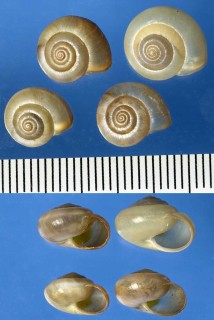 カルタスマイマイの仲間 Monacha parumcincta small