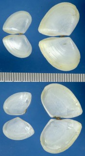 オーストラリアのニッコウガイの仲間 Tellina australis small