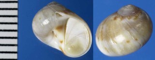 サハラタマ Natica prietoi small