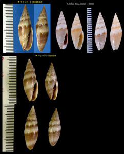 カスミフデ 霞筆 Swainsonia ocellata small