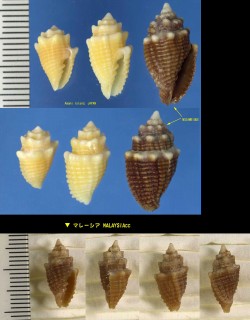 カンムリオトメフデ (カムリオトメフデ) Vexillum bernhardina small